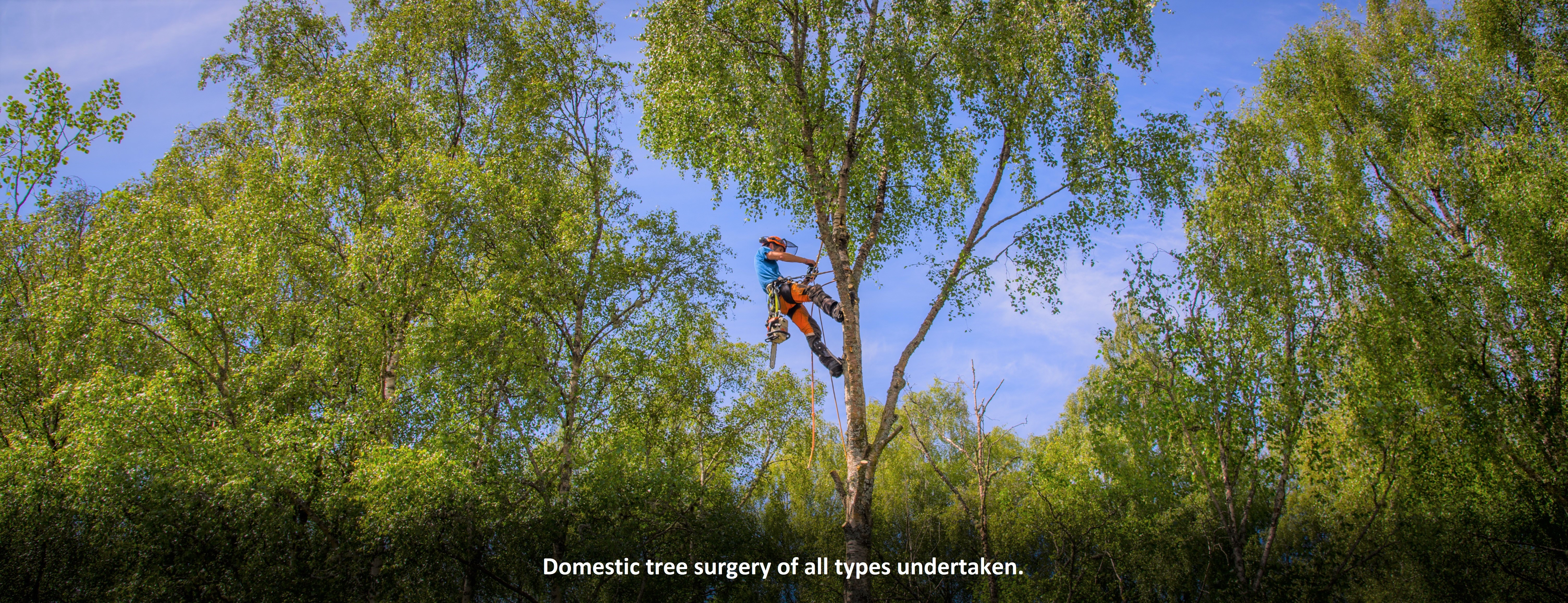 Domestic Tree Surgery